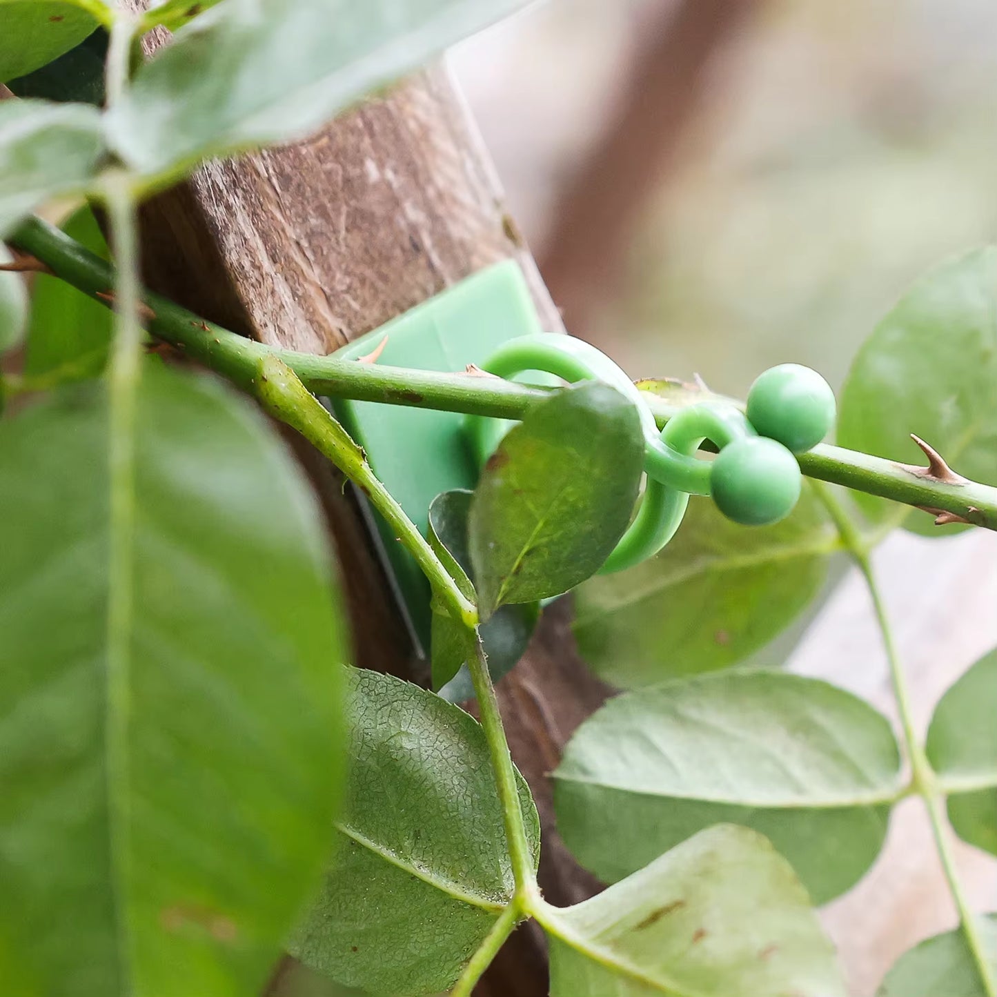 Invisible Plant Support Clips for Climbing Orchid Flower Ties